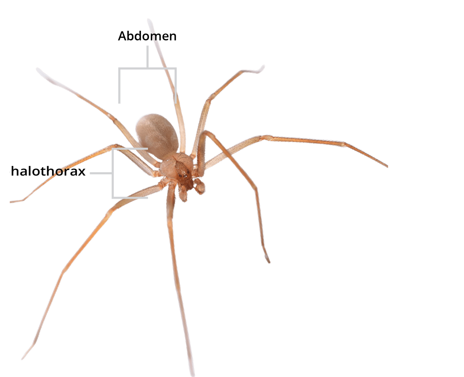 Brown Recluse