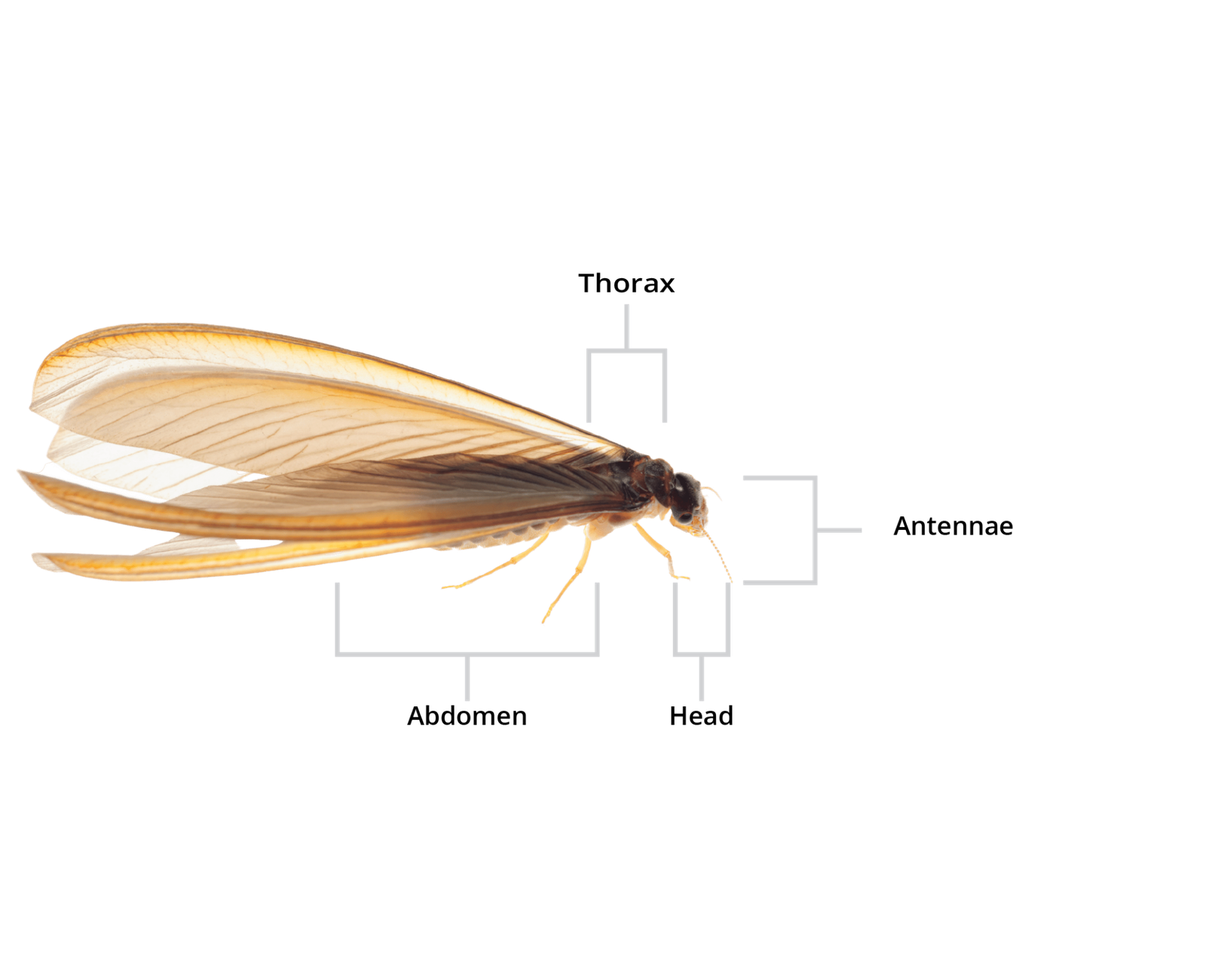 Drywood Termite