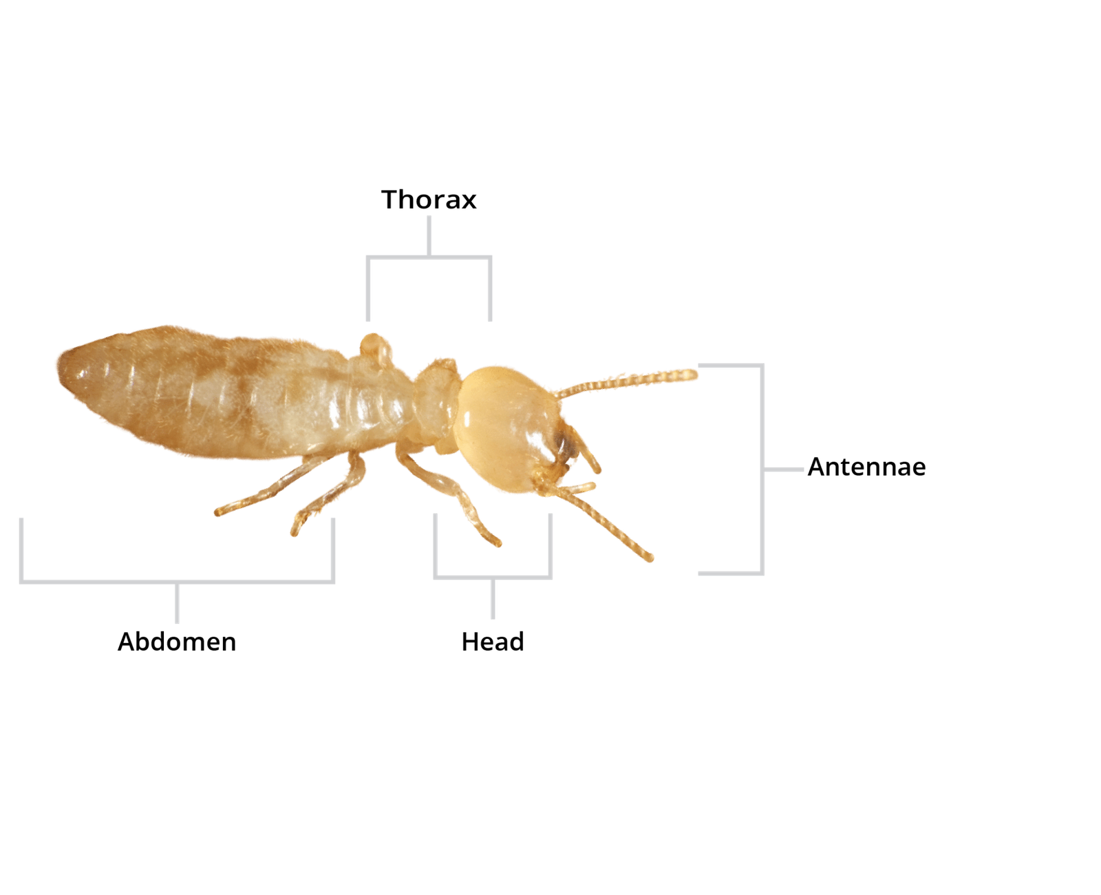 Eastern Subterranean Termites