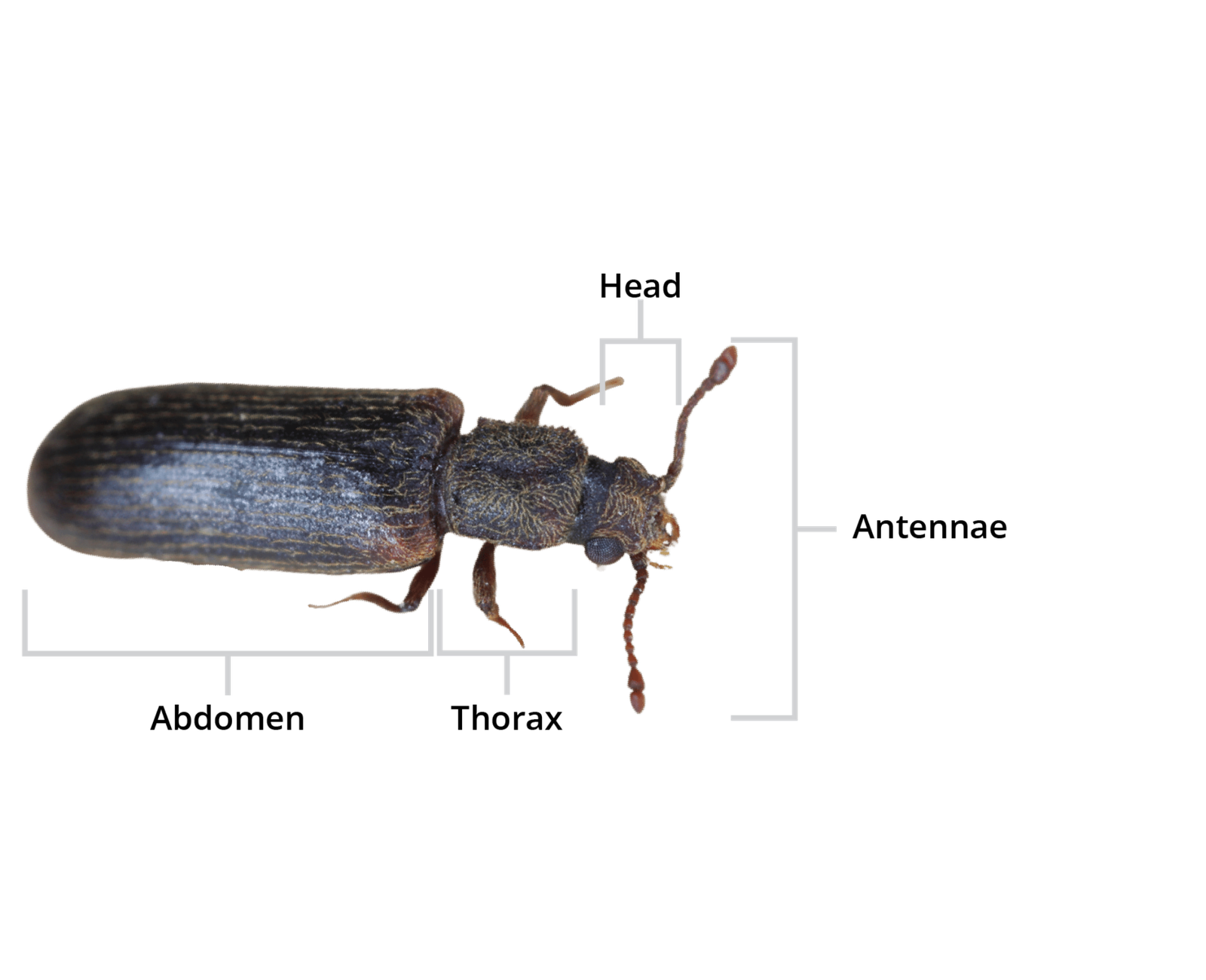 Powderpost Beetle